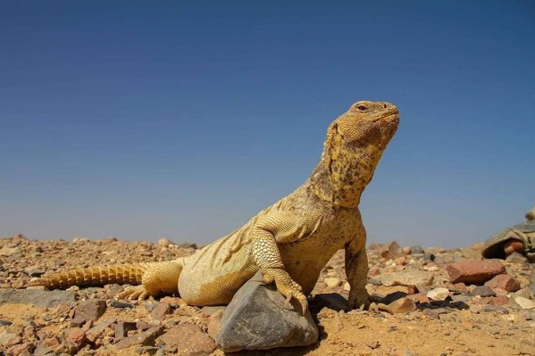 Egyptian Spiny-tailed Lizard Conservation